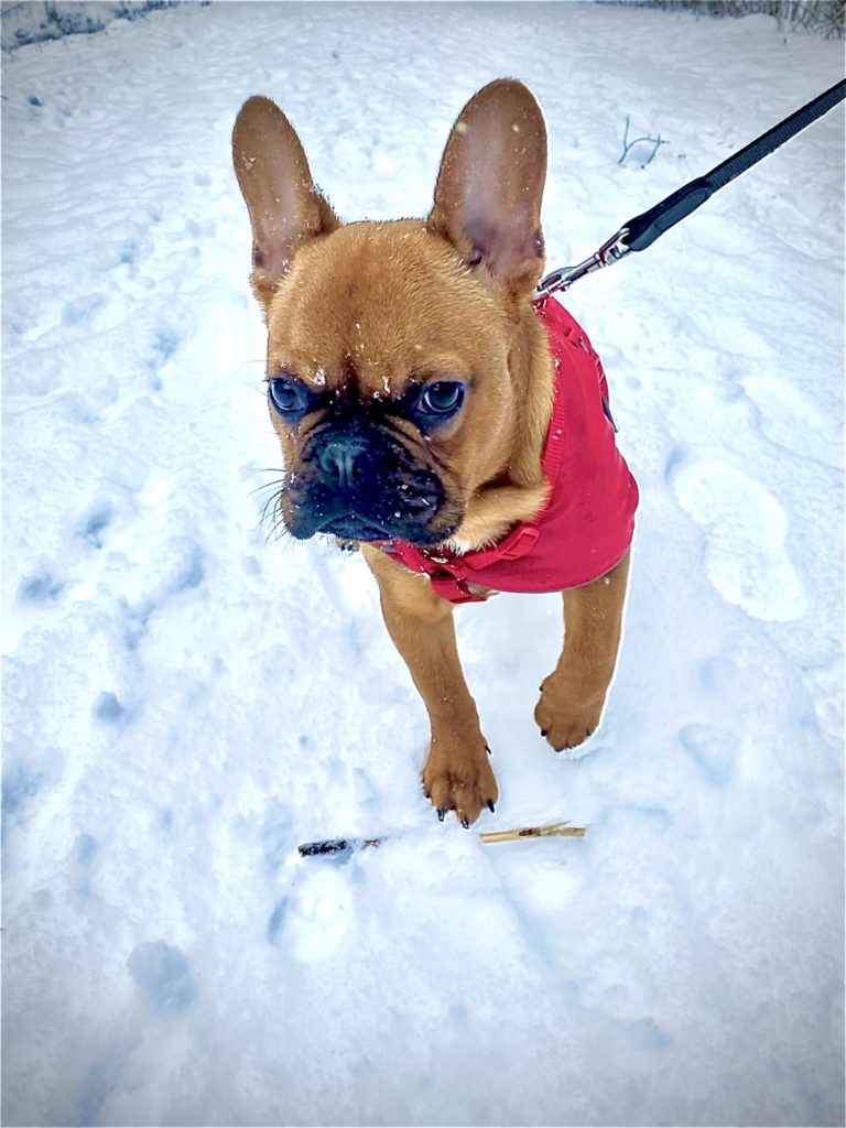 Bulldogge im Schnee